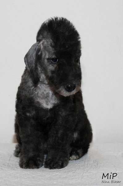 Diamont Happy Sheep.jpg